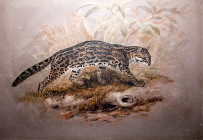 Ocelot, 1851-52 by Joseph Wolf